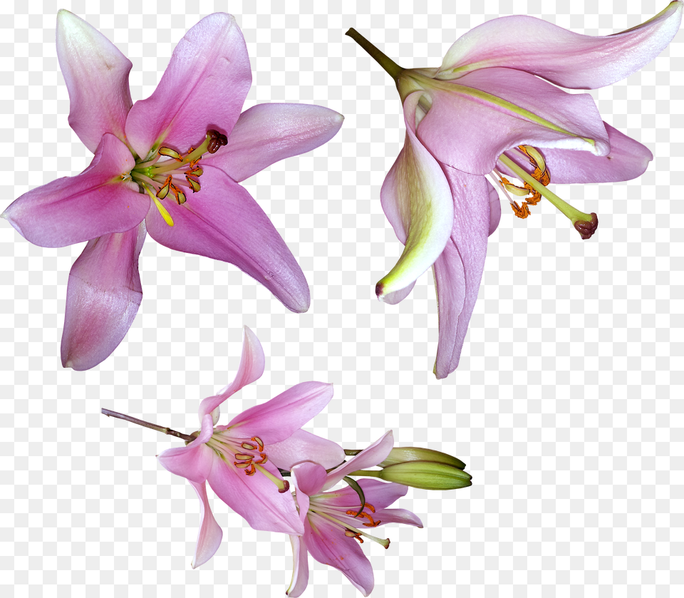 Lilium, Aircraft, Spaceship, Transportation, Vehicle Free Transparent Png