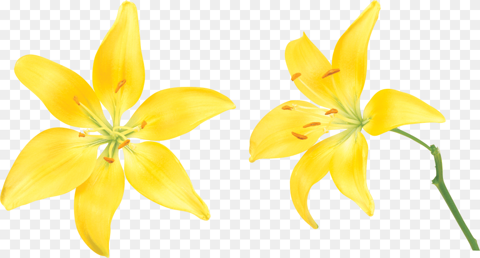 Lilium, Anther, Flower, Plant, Lily Free Png