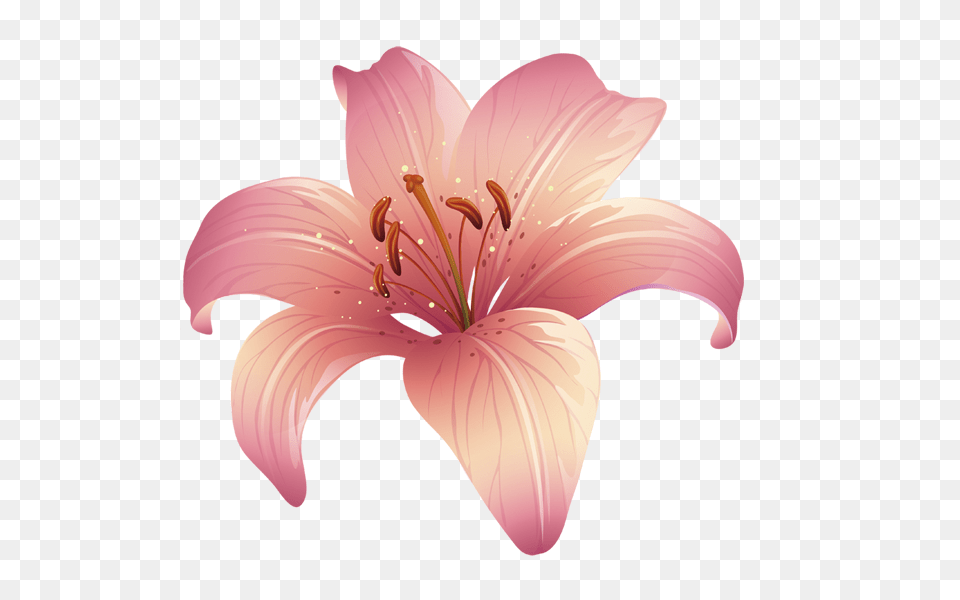 Lilium, Anther, Flower, Plant, Lily Free Png Download