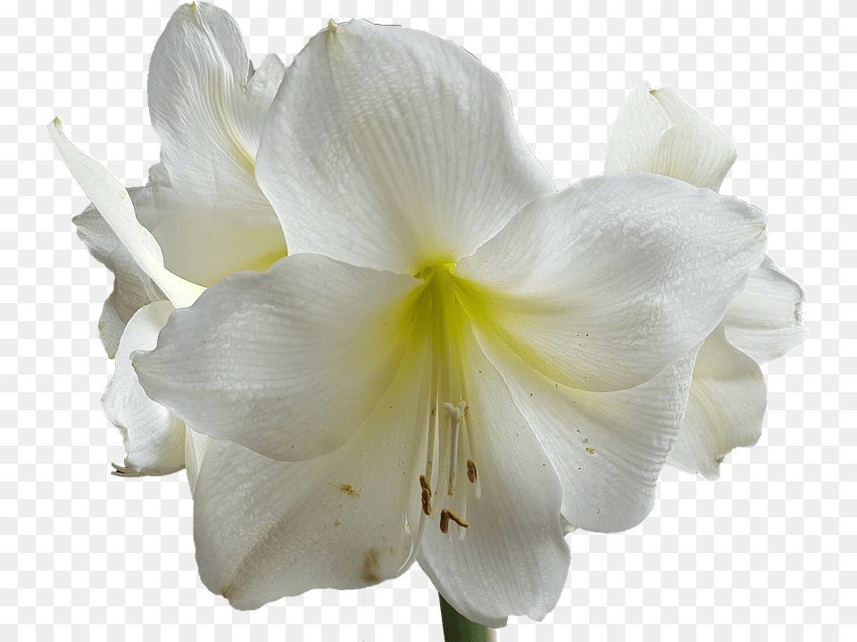 Lilium, Flower, Plant, Rose, Geranium Free Transparent Png