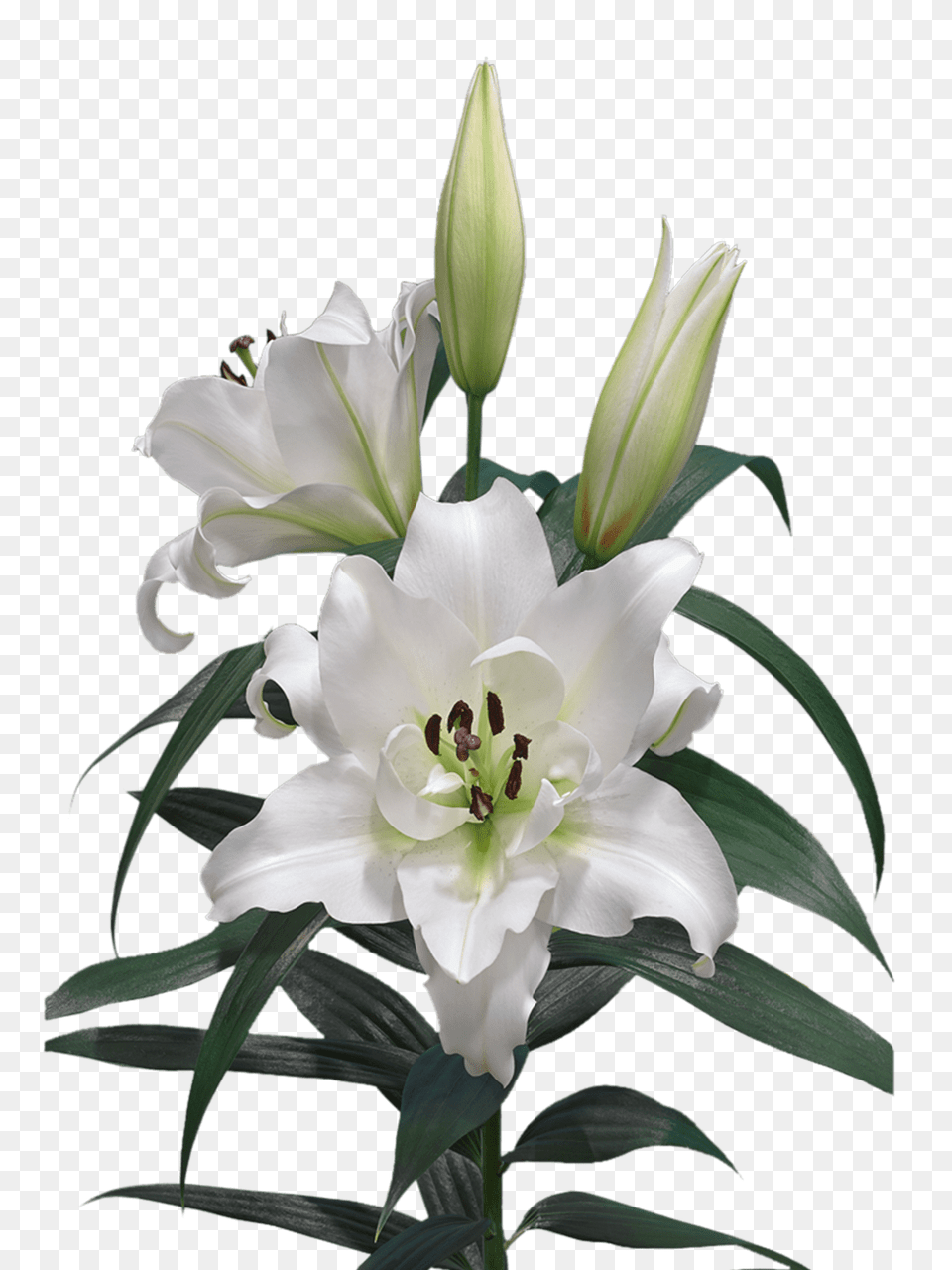 Lilium, Flower, Plant, Rose, Lily Png Image