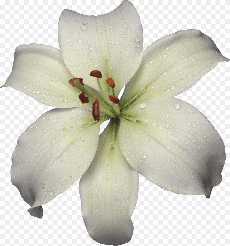Lilium, Anther, Flower, Plant, Lily Png Image
