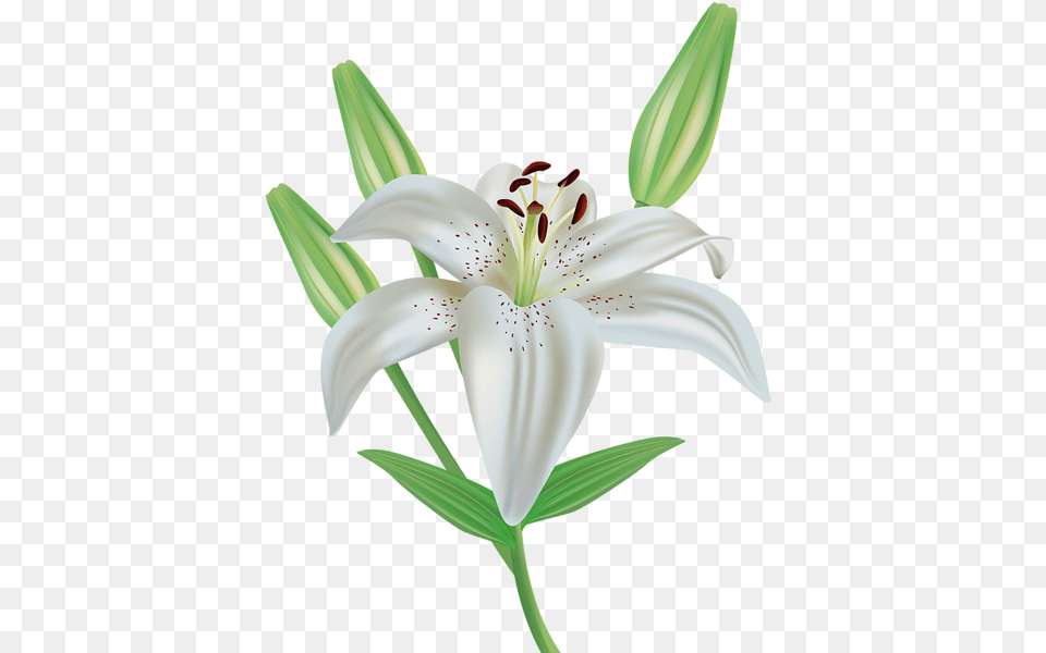 Lilium, Anther, Flower, Plant, Lily Free Transparent Png