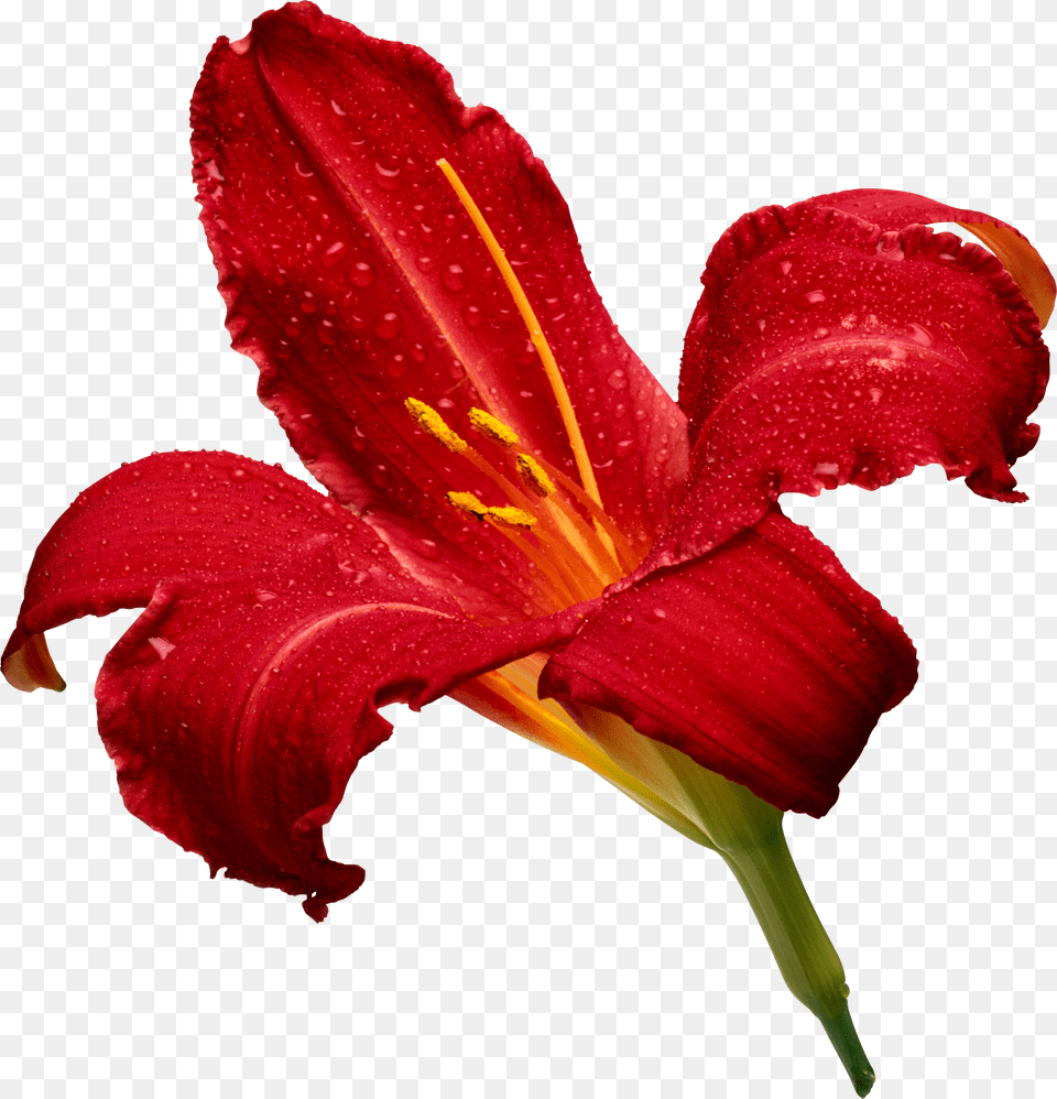 Lilium, Flower, Plant, Petal, Lily Free Png