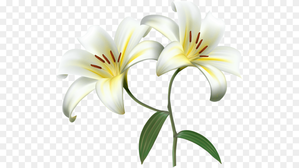 Lilium, Flower, Lily, Plant, Anther Png