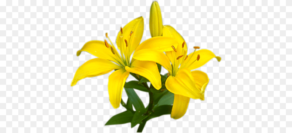 Lilium, Flower, Plant, Lily, Pollen Free Png