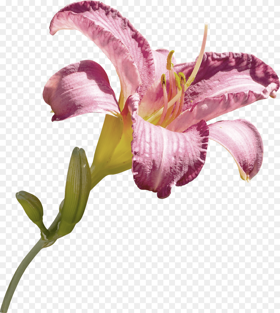 Lilium, Flower, Plant, Lily, Pollen Free Png