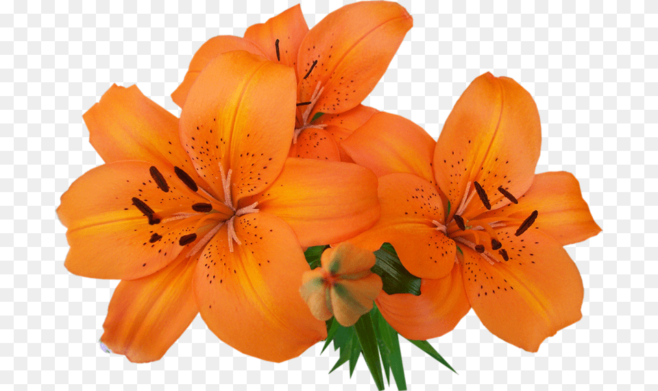 Lilium, Flower, Plant, Lily Png Image