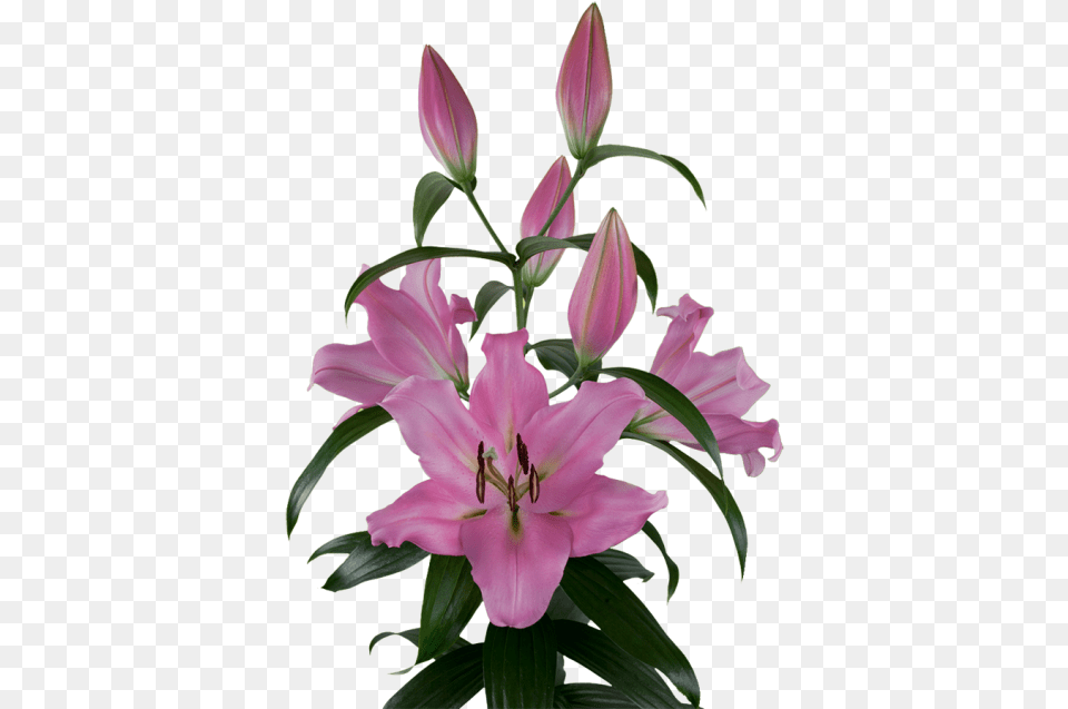 Lilium Bellamonte, Flower, Plant, Flower Arrangement, Petal Free Png Download