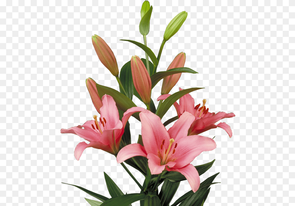 Lilium Brindisi, Flower, Plant, Lily, Flower Arrangement Png