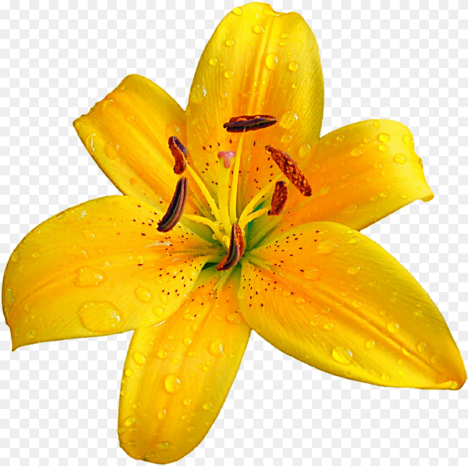 Lilium Bulbiferum Easter Lily Flower Clip Art Orange Lily, Plant, Anther, Pollen, Petal Free Png