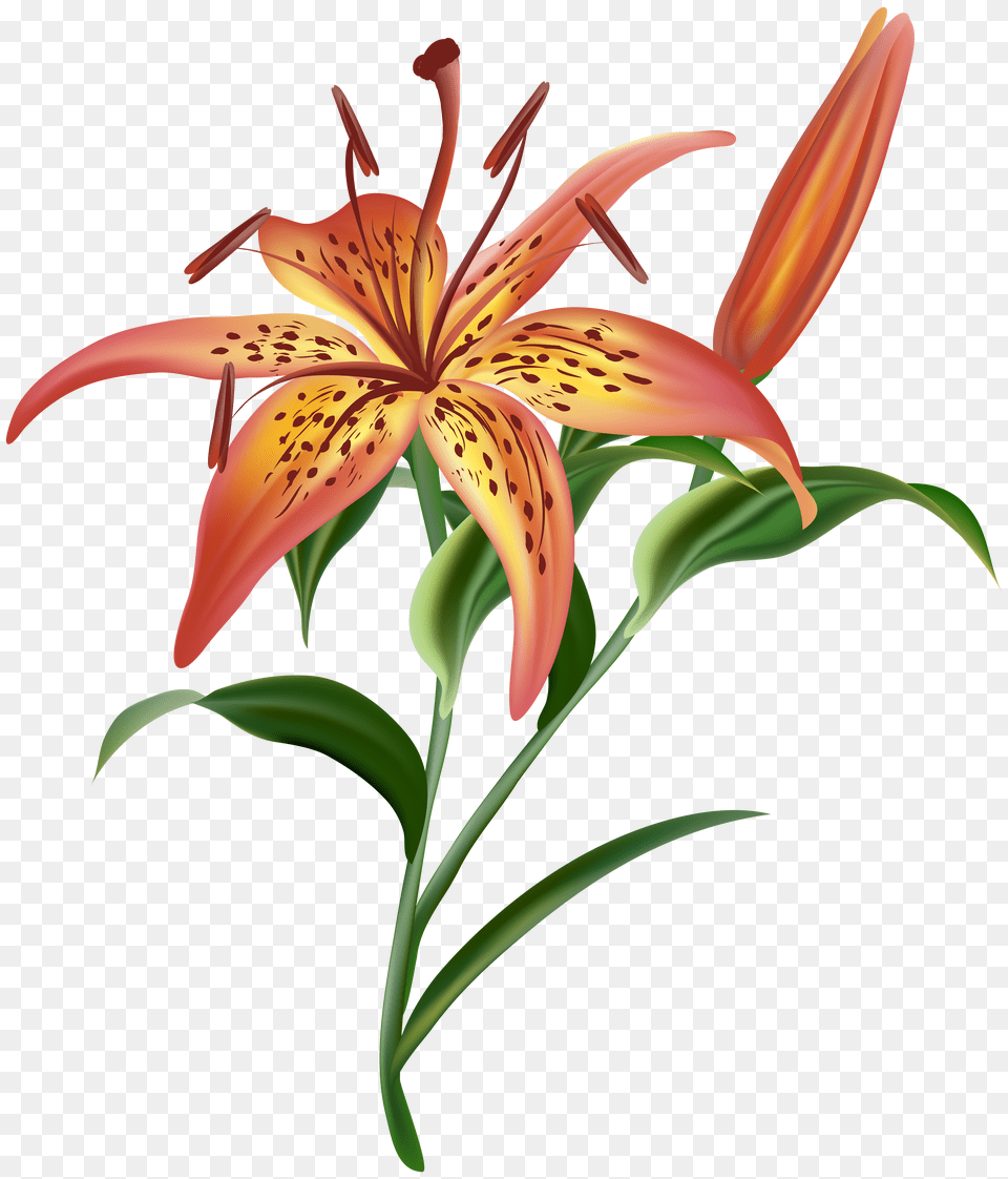 Lilium Flower Clip Art Free Png Download