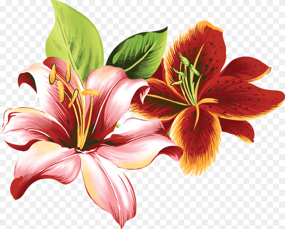 Lilium Flower Design Drawing With Colour, Chart, Plot, Map, Adult Png