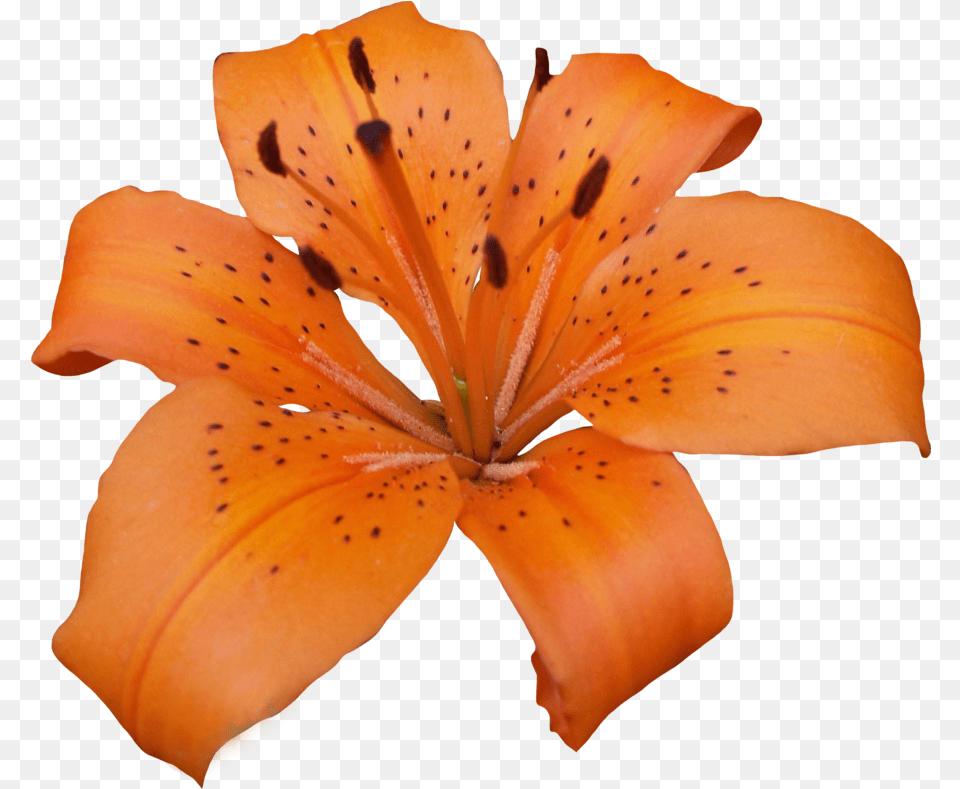 Lilium Lilly, Flower, Plant, Lily Png