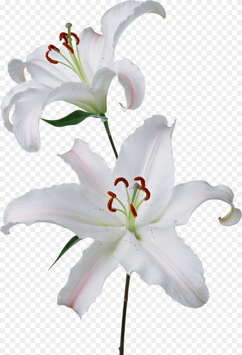 Lilium Lily, Flower, Plant, Anther, Pollen Free Transparent Png