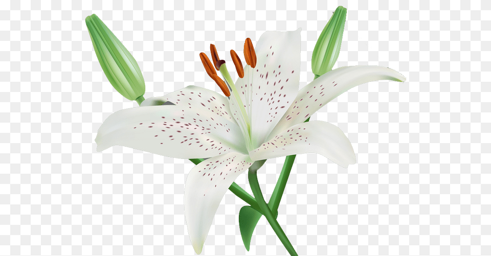 Lilium Lily Transparent Background, Anther, Flower, Plant, Appliance Png