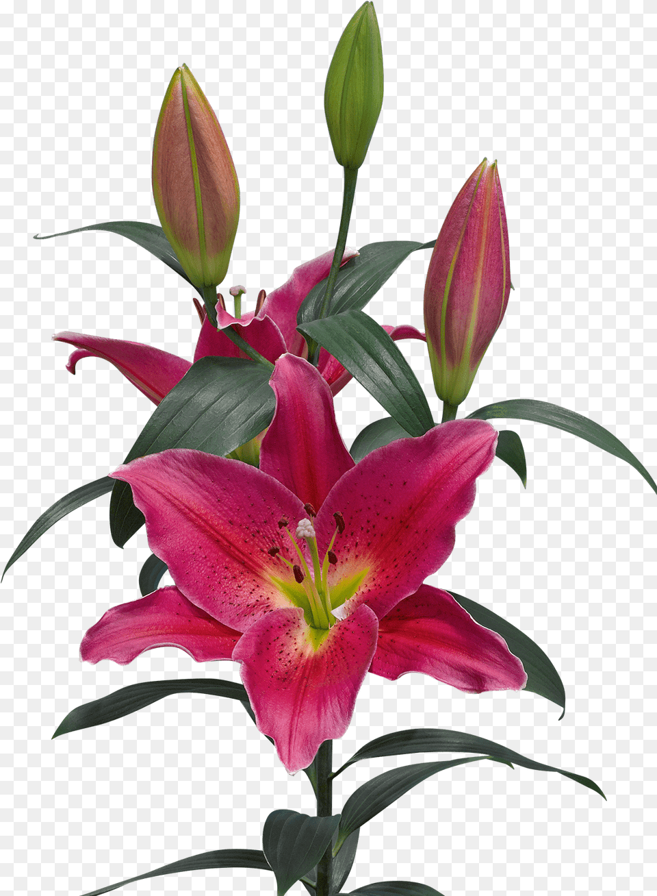 Lilium Mateo, Flower, Plant, Petal, Geranium Free Transparent Png