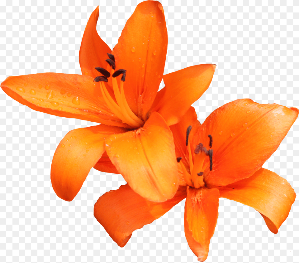Lilium Orange Lilies, Flower, Plant, Lily, Petal Free Png