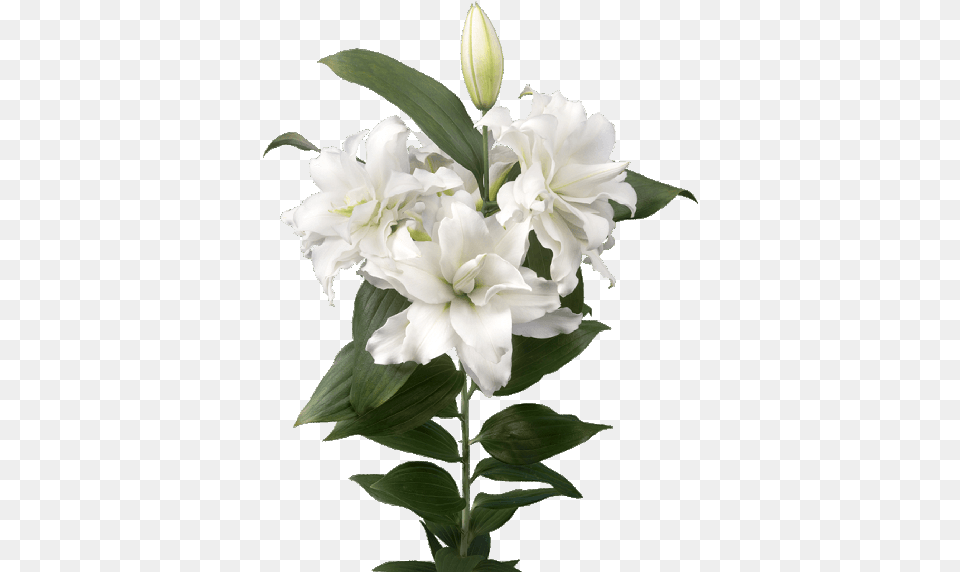 Lilium Roselily Corolla, Flower, Plant, Petal, Flower Arrangement Free Png