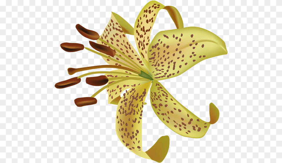 Lilium Tiger Lily, Anther, Flower, Plant, Animal Free Png