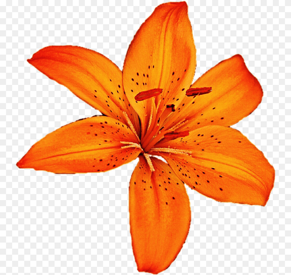 Lilium Tiger Lily, Flower, Plant, Petal Free Transparent Png