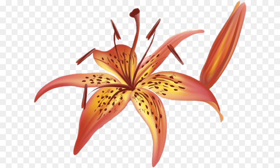 Lilium Transparent All Royalty Tiger Lily Flower Orange Calla Lily Clipart, Plant, Petal, Anther, Animal Free Png