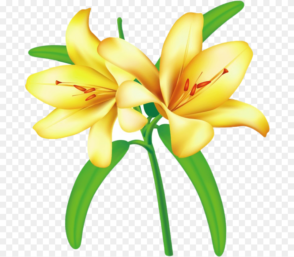 Lilium Transparent Images All Flower Lily Yellow, Anther, Plant Free Png Download