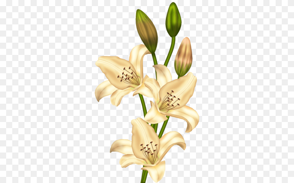 Lilium Vintage, Anther, Flower, Plant, Lily Free Png Download