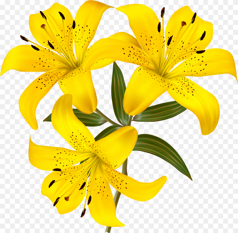 Lilium Yellow Lily Flower Clipart Free Transparent Png