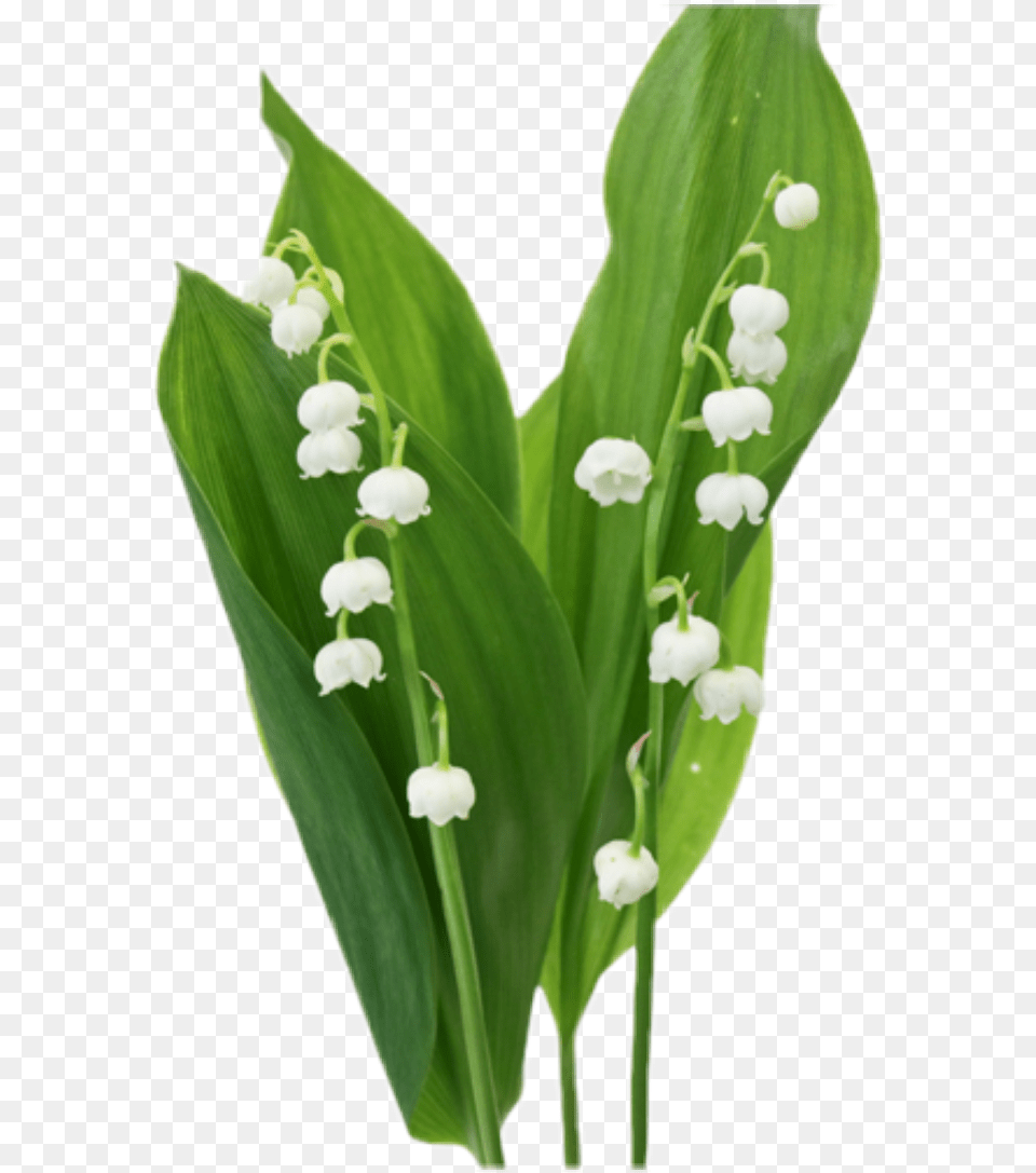 Lillies Lilyofthevalley Flower Floral Nature Natural Lily Of The Valley, Plant, Amaryllidaceae, Leaf Png Image