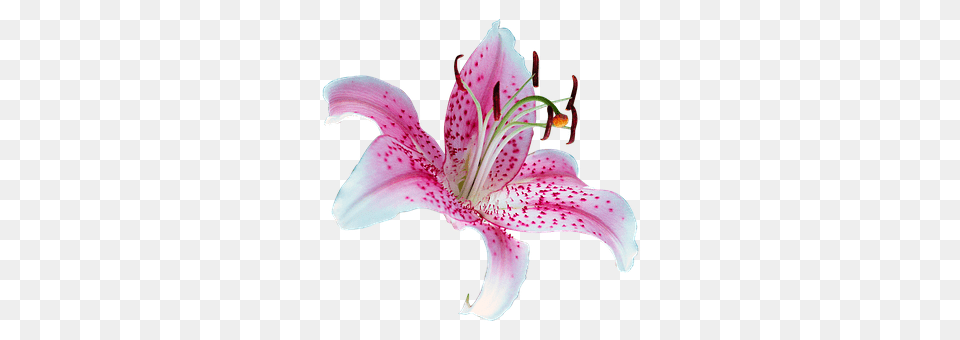 Lilly Anther, Flower, Plant, Pollen Png