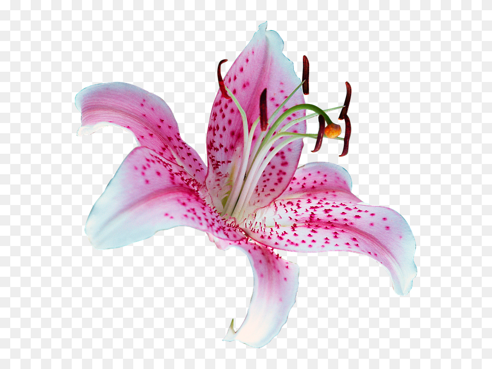 Lilly Flower, Plant, Pollen, Lily Png