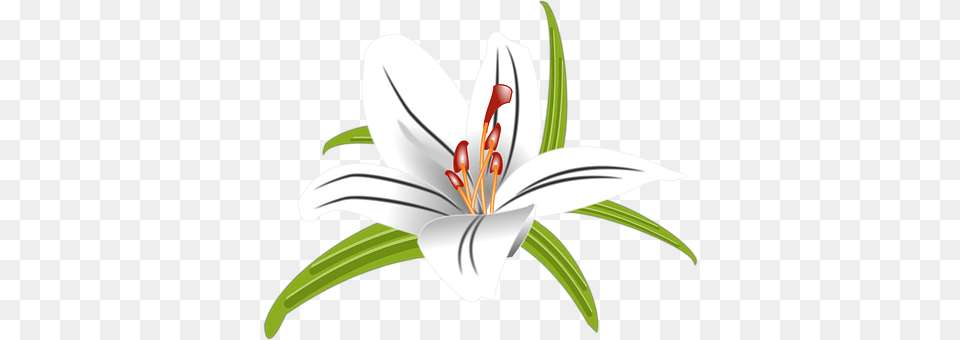 Lilly Anther, Flower, Lily, Plant Png Image