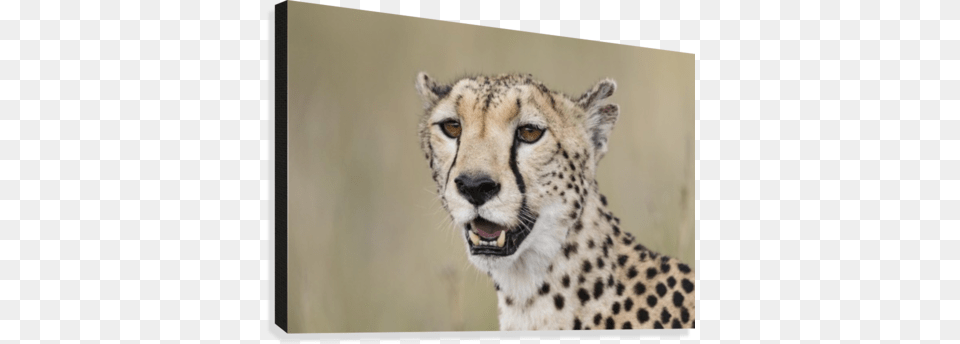 Lilly And The Pads Canvas Print Cheetah, Animal, Mammal, Wildlife Png Image