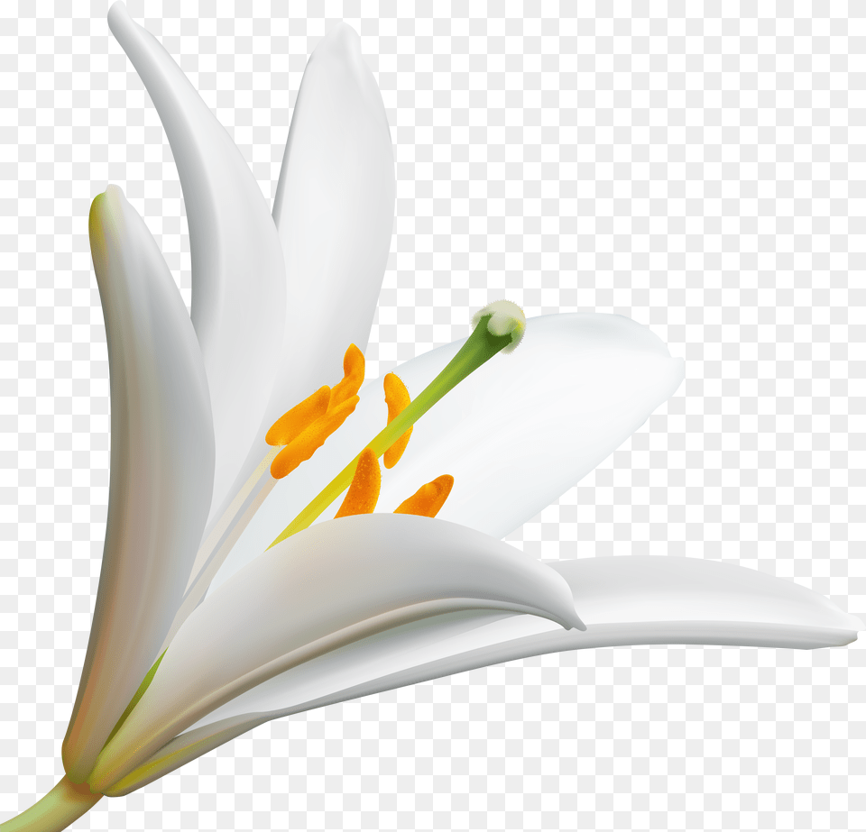 Lilly Cliparts Png