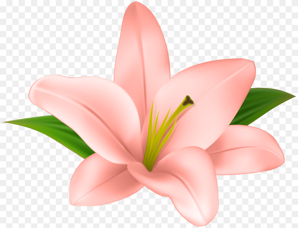 Lilly Flower Clip, Plant, Anther, Lily, Appliance Png Image