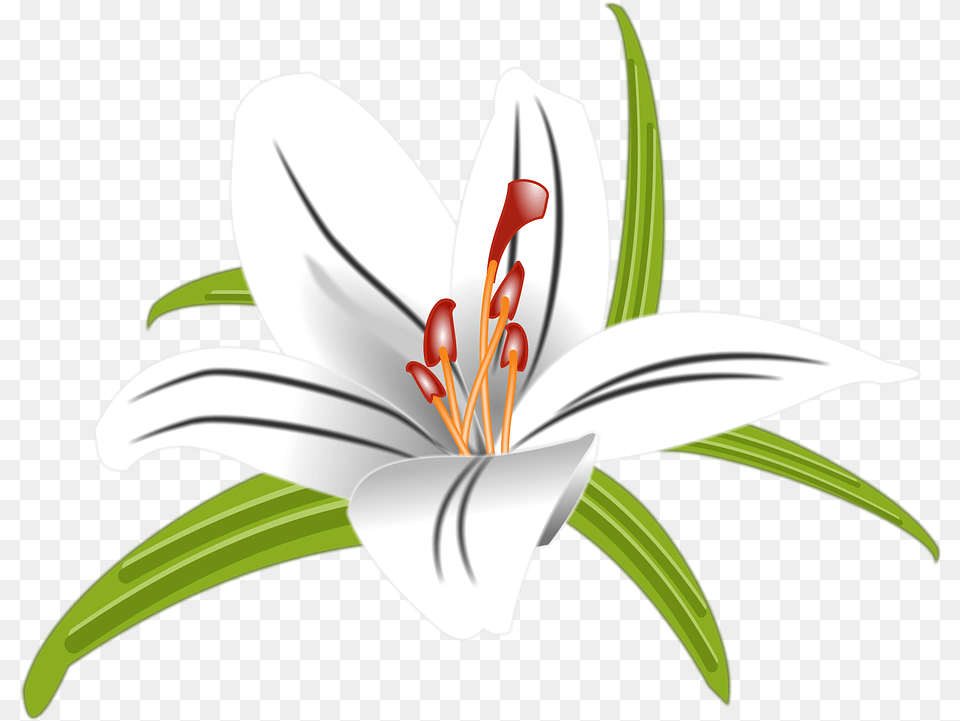 Lilly Flower Floral Stargazer Lily, Anther, Plant Png