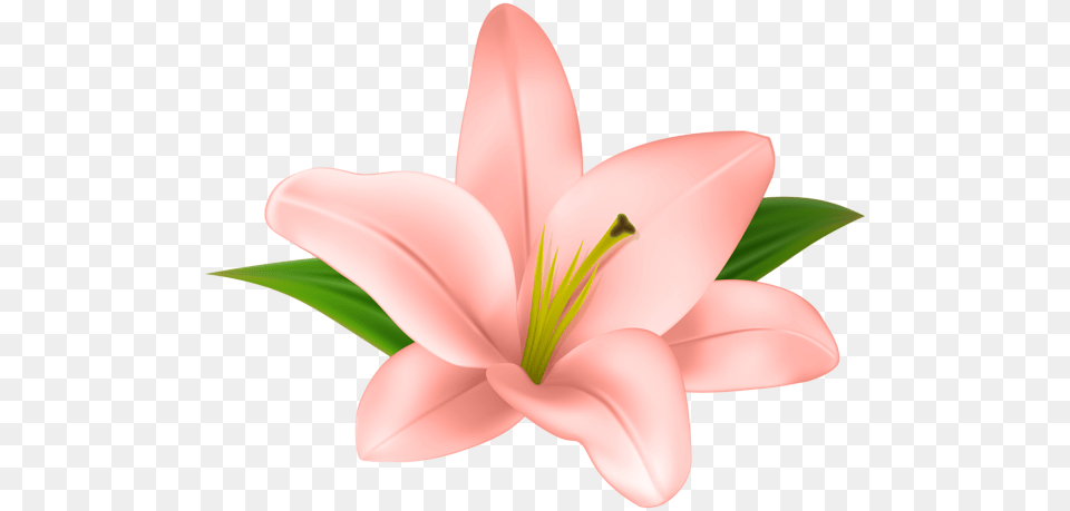 Lilly Flower Transparent Clip Art Aa Flores, Plant, Anther, Lily, Petal Png Image