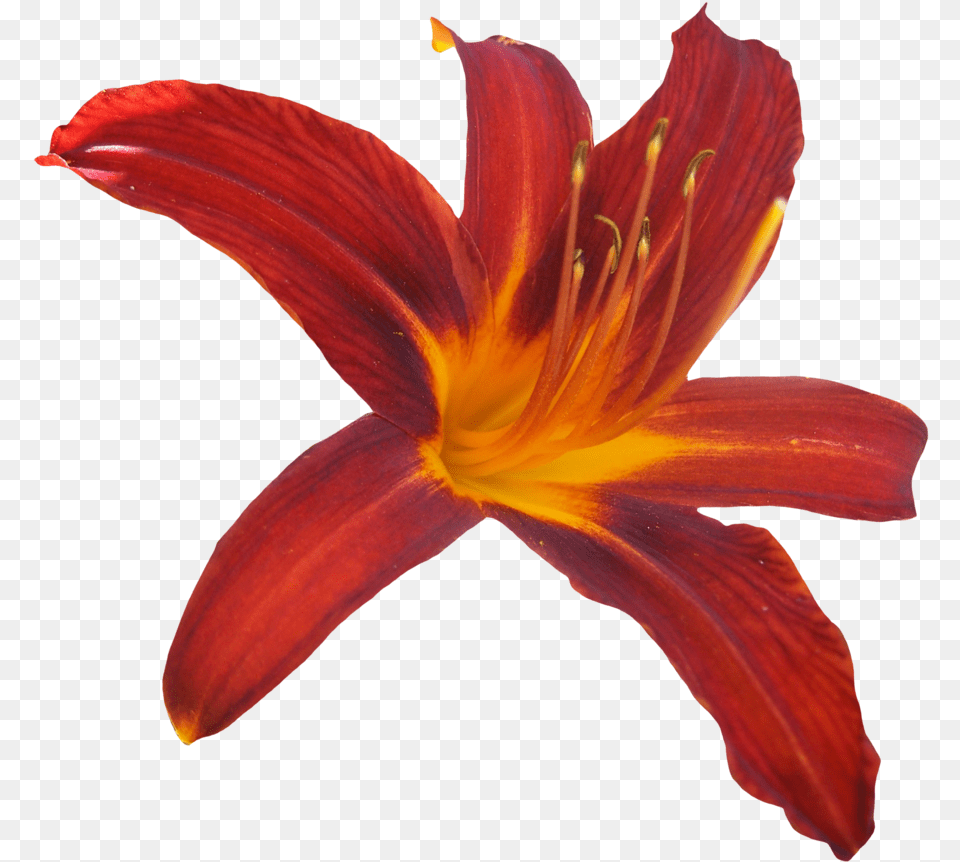 Lilly Orange Lily, Flower, Plant, Petal Free Transparent Png