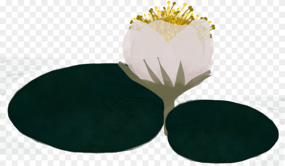 Lillypad Waterlilly Madewithpicsart Water Lily, Flower, Plant, Pond Lily, Ping Pong Png Image