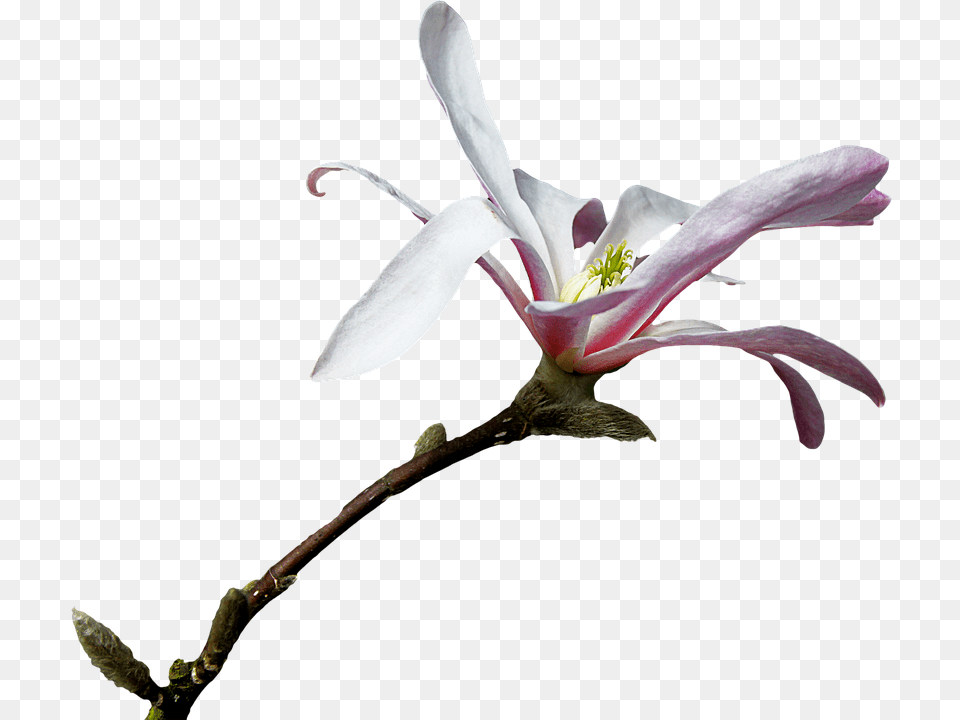 Lily, Flower, Plant, Pollen, Petal Png