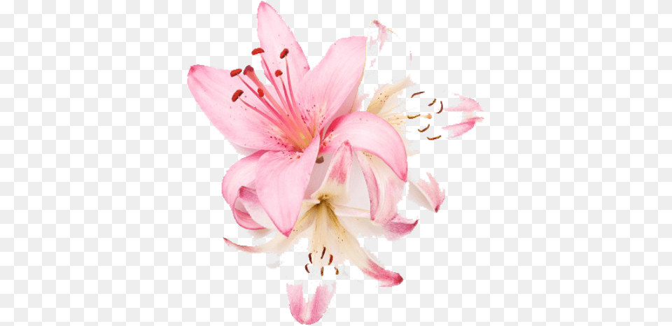 Lily, Anther, Flower, Plant, Petal Png