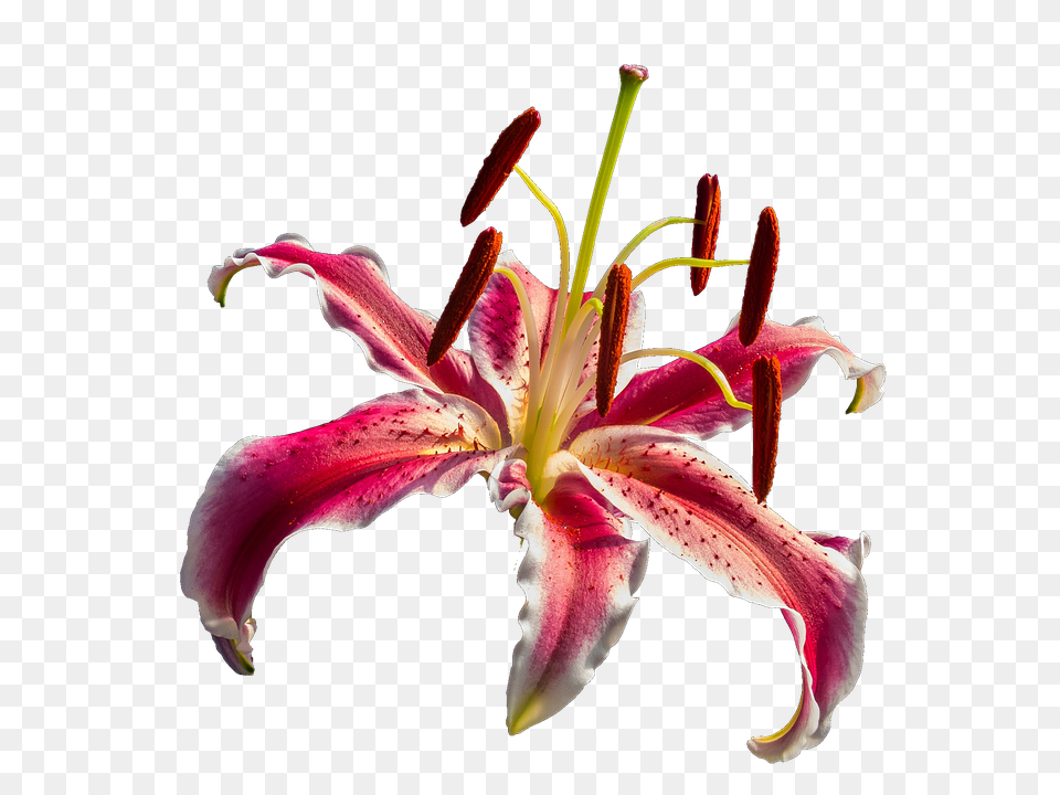Lily Flower, Plant, Pollen, Petal Png Image