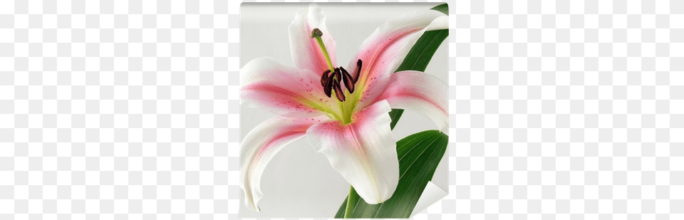 Lily, Flower, Plant, Anther, Petal Free Transparent Png