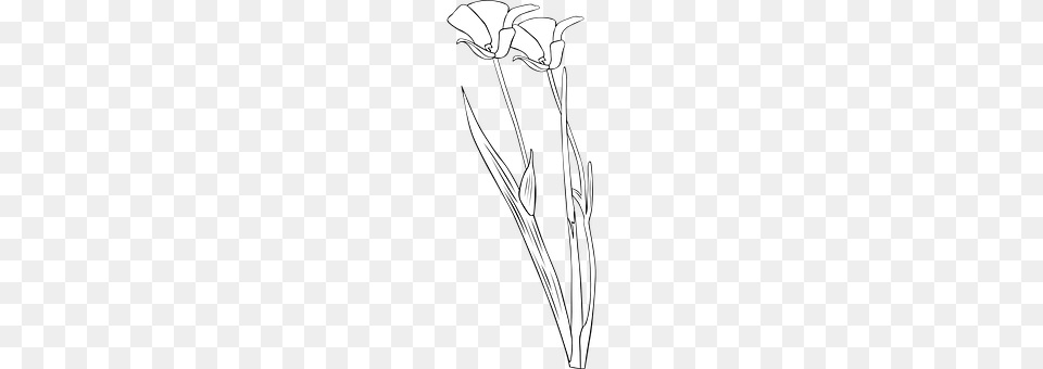 Lily Flower, Plant, Blade, Dagger Free Transparent Png