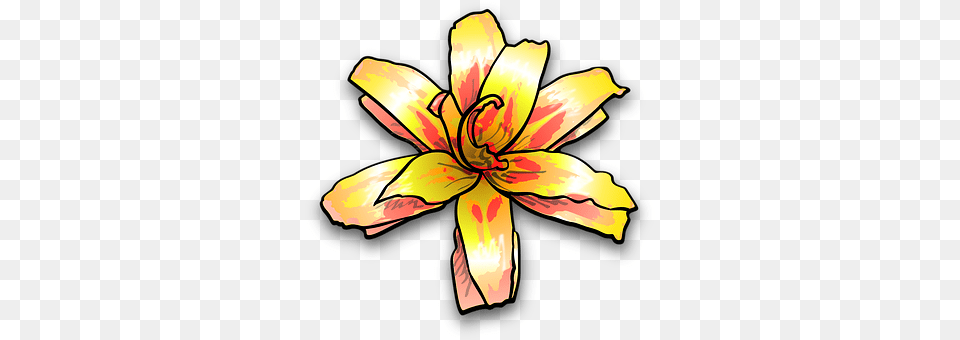 Lily Flower, Plant, Petal, Anther Png