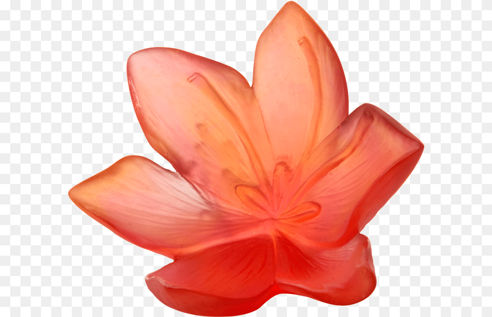Lily, Flower, Petal, Plant Png Image