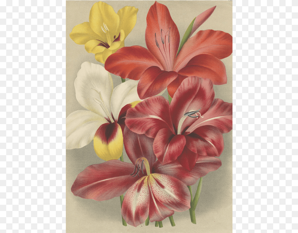 Lily, Flower, Plant, Art, Painting Png Image