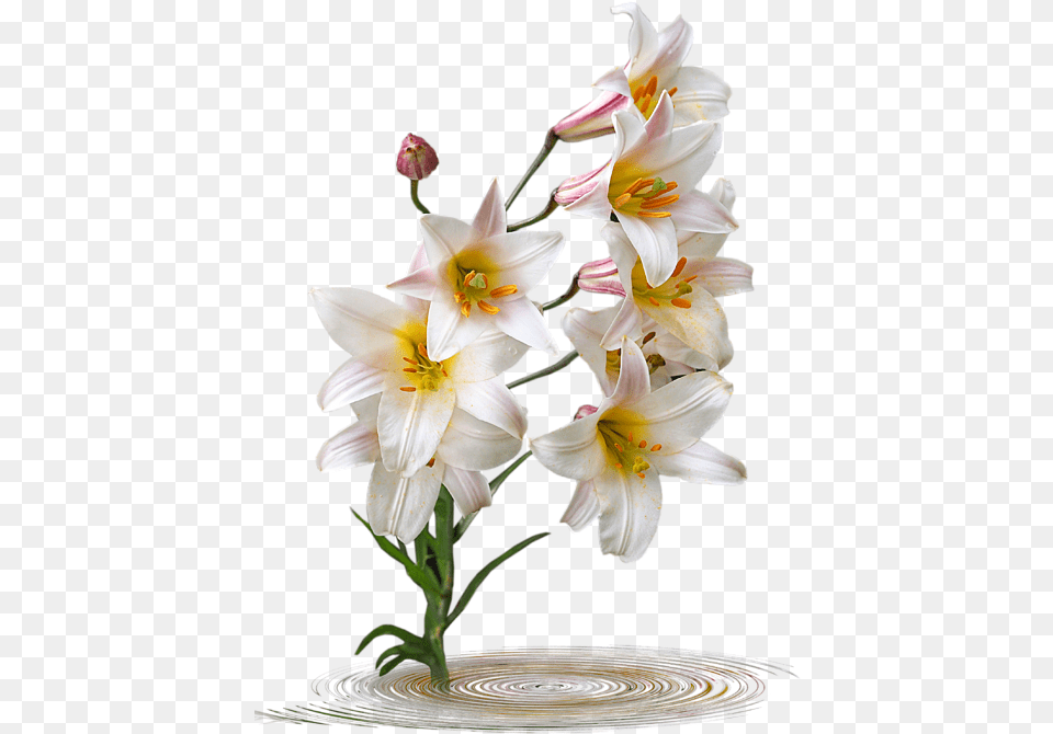 Lily, Flower, Flower Arrangement, Plant, Flower Bouquet Free Transparent Png
