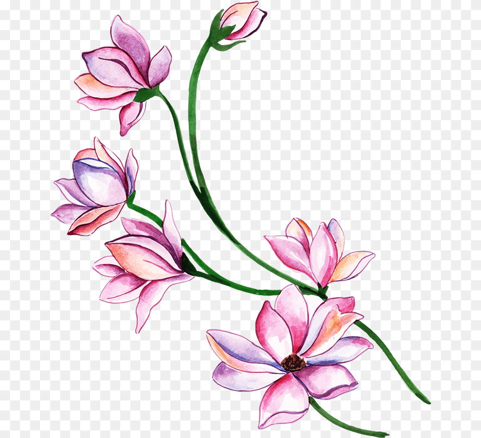 Lily, Flower, Plant, Pattern, Petal Free Transparent Png